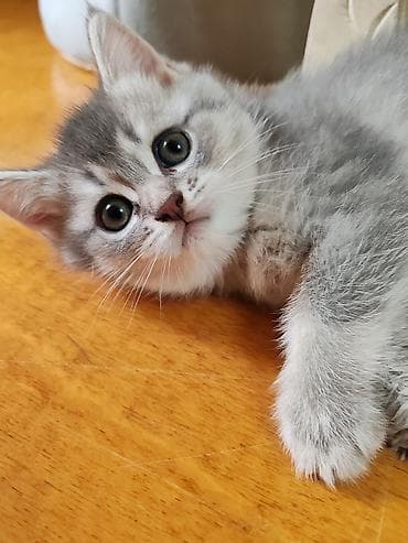 it ucun qurd dermani: Britan, Dişi, Yaxşı əllərə, Ünvandan götürmə — 9