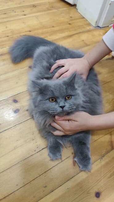 van pişiyi qiymeti: Şotland, Erkək, Dişi, Yaxşı əllərə, Pulsuz çatdırılma, Ödənişli çatdırılma — 28