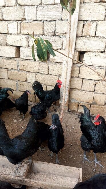 хаски цена в баку: Курица, Australop, Для разведения, Самовывоз — 4