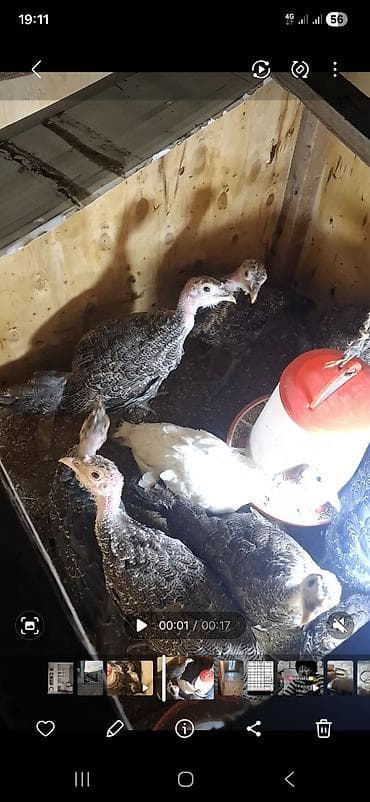 Atlar: Məhsul: Hinduşka balaları (piliçlər) Təsvir: - Şəkillərdə müxtəlif — 1