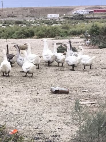 heyvanlara verilen xususi adlar: 10 eded satlir — 1