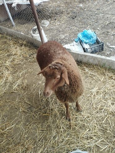 Gəmiricilər: Hər ikisi cins quzlaridir iksdə dişdir 5-6 aylıq quzlardir qiyməti — 19