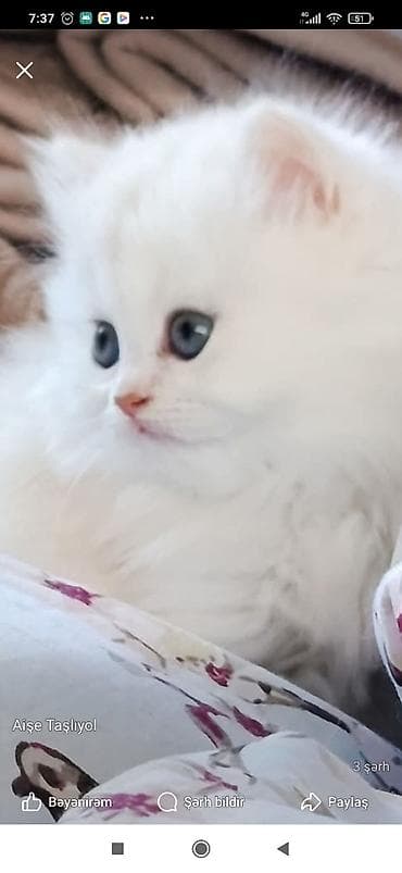 Sahibl filirAğ tüklü, uzun xəzli balaca pişik balası. - Rəng: tam ağ