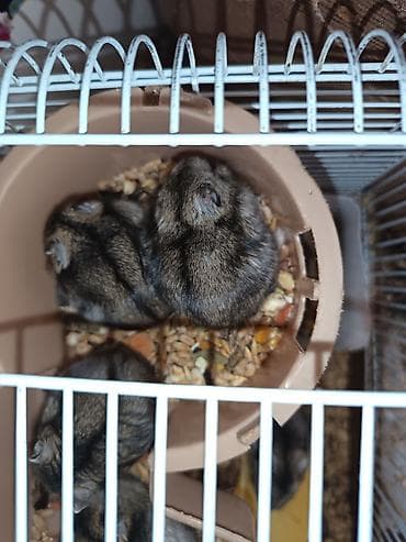 dele heyvan: 20 25 manat arası təcili satılır — 5