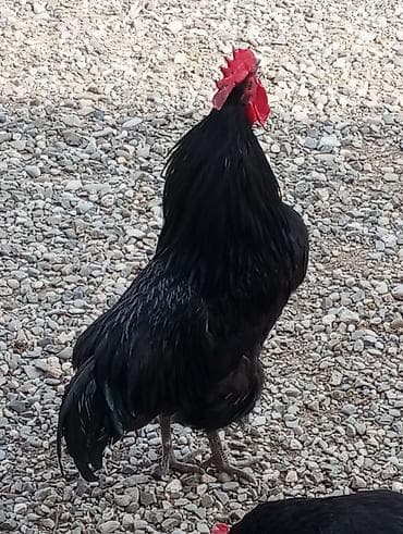 Astrolop xoruzları təmiz qan uzun quyruq. 3 ədəd. Yeddi aylıq. Bir