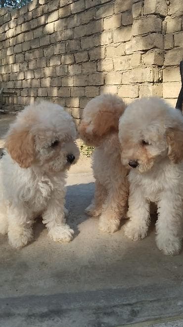 Кошки: Пудель — 1