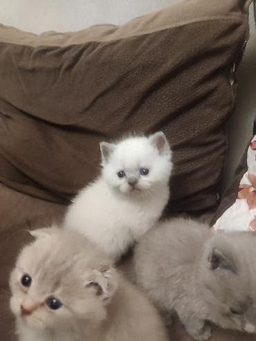 Balıqlar: Britan, Dişi — 6