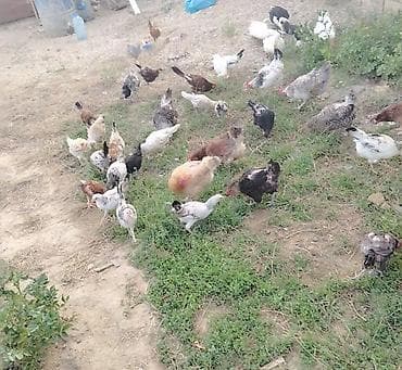 Toyuq və cücə satılır . cücə ədəd qiyməti-7 azn toyuq ədəd qiyməti lalafo.az -da Toyuq və cücə satılır . cücə ədəd qiyməti-7 azn toyuq ədəd qiyməti