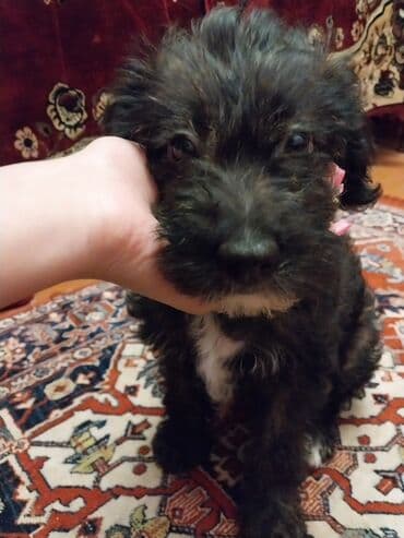 it baytarı: Pudel — 3