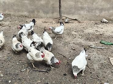 kend toyuqları: Toyuq, Yumurtalıq, Ünvandan götürmə — 4