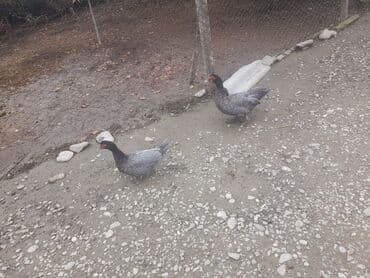 heyvanlara verilen adlar: Dişi, | Lal ördək, Macar, Damazlıq, Ünvandan götürmə, Pulsuz çatdırılma, Ödənişli çatdırılma — 2