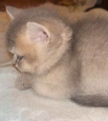 Digər heyvanlar: Britan — 5