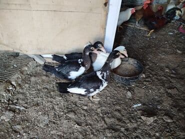 Akvarium aksessuar və ləvazimatları: Lal ördək balaları 4aylıq 3qara 1 ağ 4də fərədi — 2