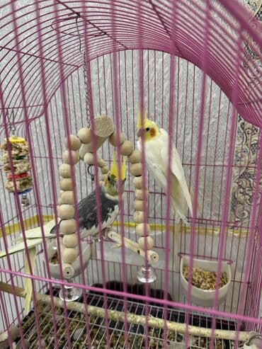 попугай ара цена: Tutuquşları — 3