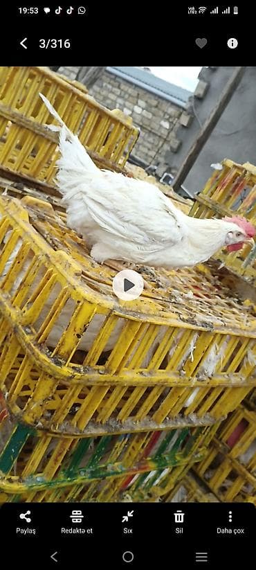 fireng toyuqu: Toyuq, Broyler, Ətlik — 2