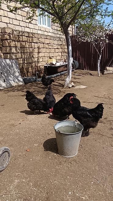 kənd colpası satışı: Toyuq, Australorp, Damazlıq, Ünvandan götürmə — 1