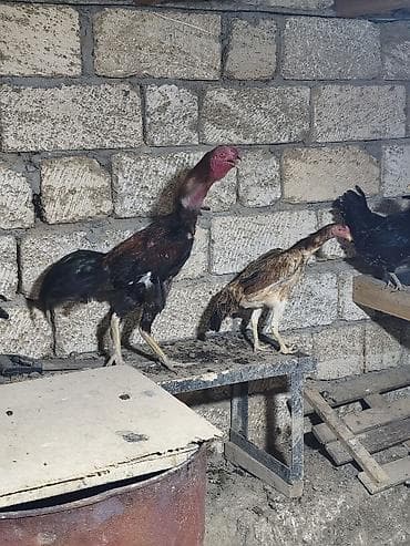 qarğa balası satılır: Toyuq cücələri, Damazlıq — 1