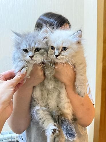 Şotland uzun tüklü