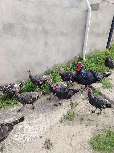 kənd toyuqlarının satışı: Salam. 6 aylıq kanada, bronz hinduwka fərələri satıram. Təzə — 4