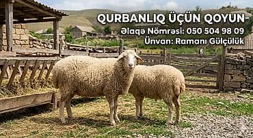 merinos qoyunu: Qurbanlıq üçün qoyun - Yer: Ramani Gülçülük - Təsvir: Sağlam, yaxşı — 1