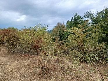 gencede torpaq: 170 sot, Biznes üçün, Mülkiyyətçi, Kupça (Çıxarış) — 9