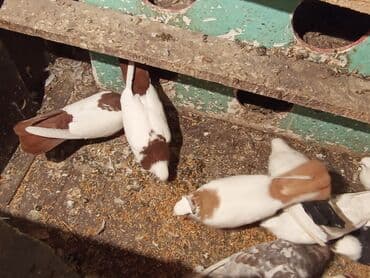 ucuz göyərçinlər: Qırmızı boyun qırmızı quyruq 2 eded ikisidə qızğın erkek,Sarı boyun — 5