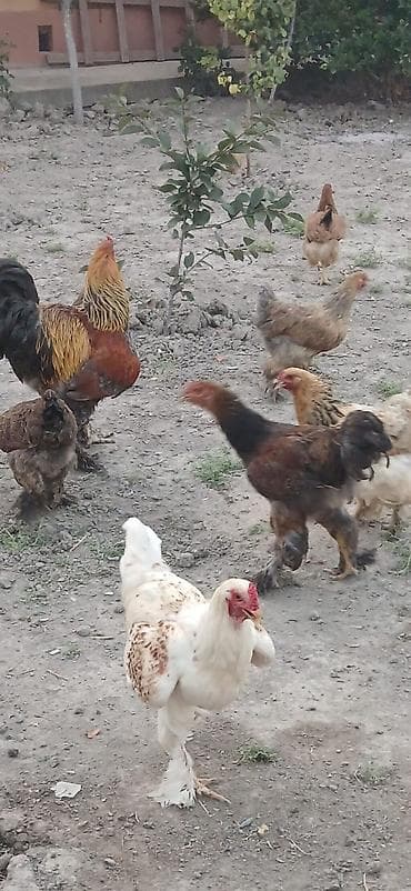 setter it cinsi: Satılır: lələkli ayaqlı yerli toyuq-xoruzlar (Brahma tipli) — 7