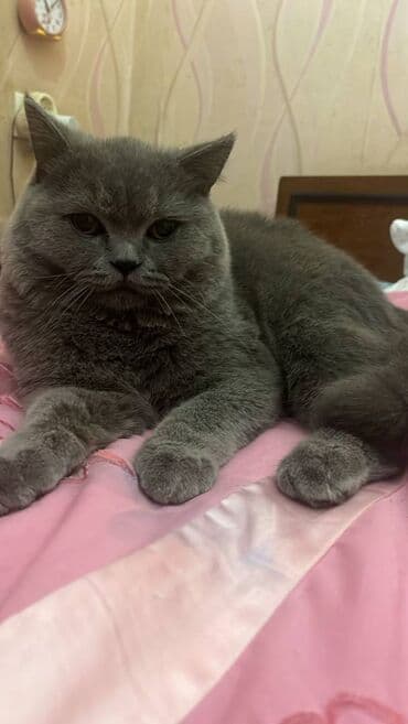 şotland pişiyi qiymeti: Şotland, Erkək — 10