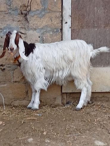 keci sudluk: Dişi, il: 1, Ətlik, Ünvandan götürmə, Ödənişli çatdırılma — 6