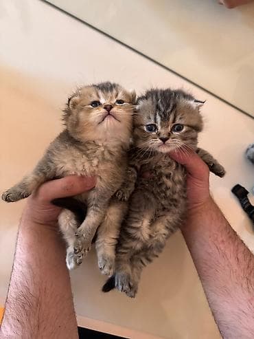 Balaca pişik balaları - Cinsə bənzər xüsusiyyətlər: qısa, yumşaq və — 2