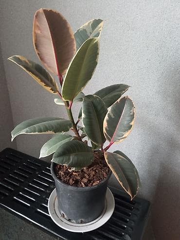 ürək gül şəkilləri: Fikus bitkisi — 2