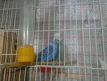 dekarativ quşlar: Damazlıq bala vermiş çex tutuquşuları satılır 2-3 dəfə bala almışam — 9