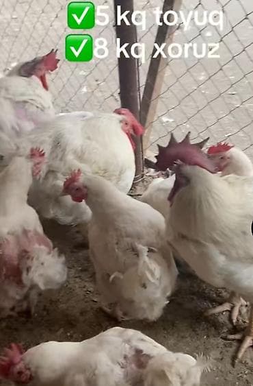 Toyuq, Broyler, Ətlik, Pulsuz çatdırılma