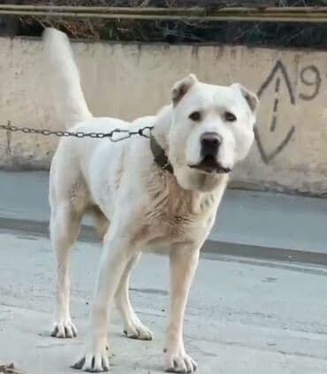 it balasi satilir: Alabay, Erkek, Cütləşmə üçün — 3