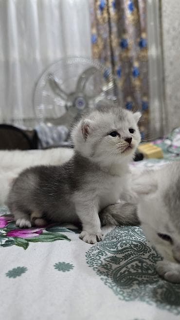 Qızıl şinşilla, Ünvandan götürmə