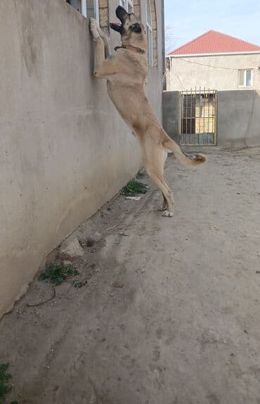 отдам собаку в хорошие руки: Qurdbasar, 2 il, Erkek — 8