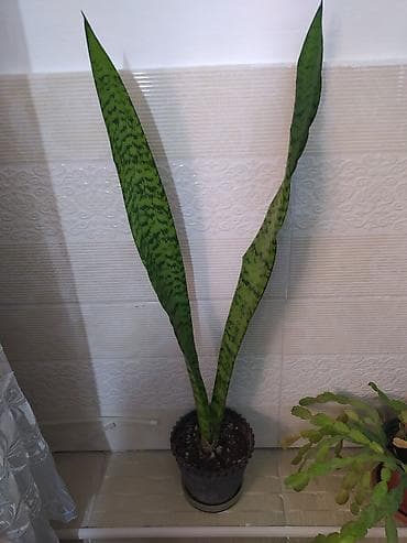 budda: Məhsul: Daxili dekorativ bitkilər (bir neçə növ saksı bitkisi) — 6