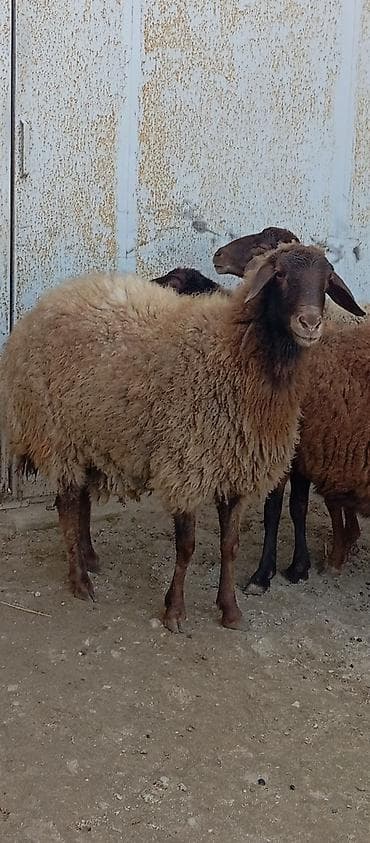 Keçilər, çəpişlər: Salam ünvan Bakıin maştağa kendi obşi 5 baş qoçnu almış boğaz cavan — 6