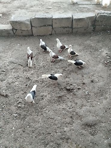 Птицы: Ev göyərçinləri – qarışıq rəngli sürü - Növ: ev göyərçinləri (uçuruşa — 4