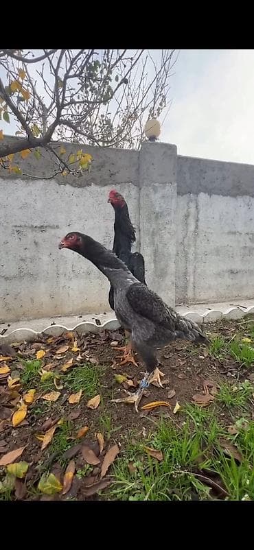 toyuq cinsləri: Məhsul: Uzunboyun döyüş tipli toyuq cütü (xoruz + toyuq) Təsvir: - — 6