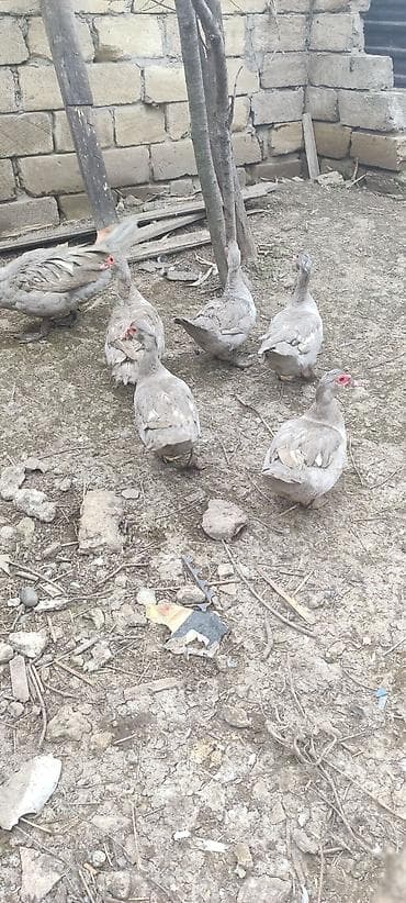 Собаки: Saf qan Lavanta ördək balası — 4