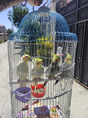 hələb kecilərin qiyməti: Korella Karella tutuqusu papuqay sevgi quşu nerazlucnik valnist 14 — 26