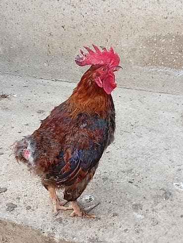 Hinduşkalar: Toyuq, Yumurtalıq, Ünvandan götürmə — 9