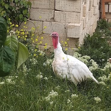 malyar ustasi: Erkək, Kanada, Damazlıq, Ödənişli çatdırılma — 4