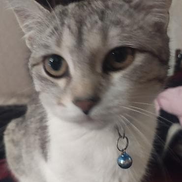 Tabbi, Dişi, Cütləşmə üçün, Ünvandan götürmə, Pulsuz çatdırılma, Ödənişli çatdırılma