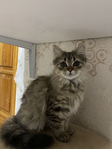 Şinşilla, Erkək lalafo.az -da Şinşilla, Erkək