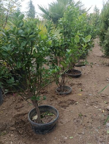 lipa ağacı: Evenimus — 3