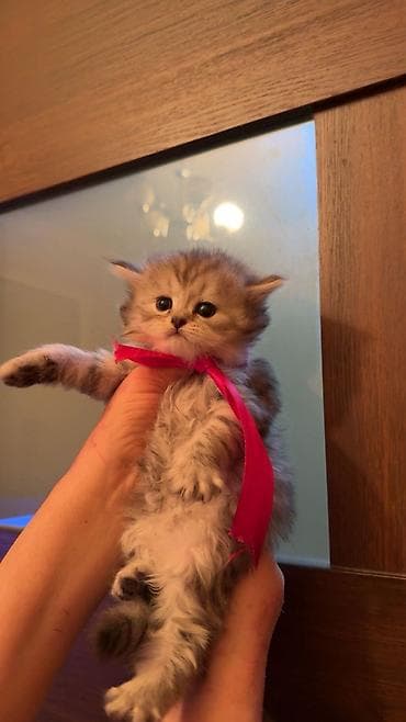 pişik almaq: Şotland yastı qulaq, Dişi — 5