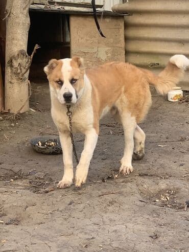 setteri it cinsinin digər adı: Alabay, 8 ay, Erkek, Peyvəndli, Ünvandan götürmə, Ödənişli çatdırılma, Rayonlara çatdırılma — 2