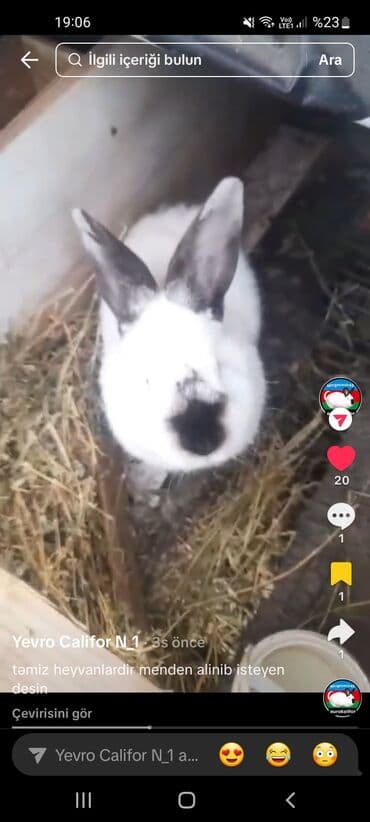 Toyuqlar: 1 erkək 1 yaş. 2 dişi 9 aylıq. 16 ədəd 1 aylıq bala. 1 erkək 1 dişi 3 — 5